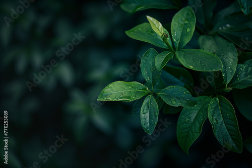 Refreshing Nature Dew, Lush Green Foliage, Serenity in Plant Life, Droplets on vibrant green leaves, the lush vitality of green foliage, the tranquil essence captured in leaf and water. © Stock Creator