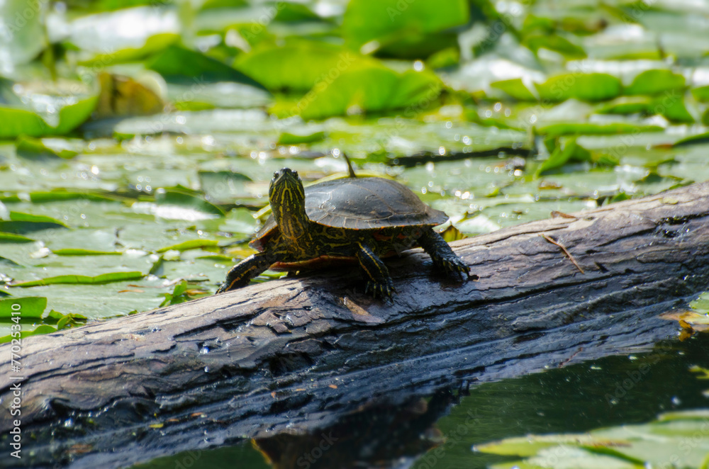 Fototapeta premium Turtle in the pond on a log 3