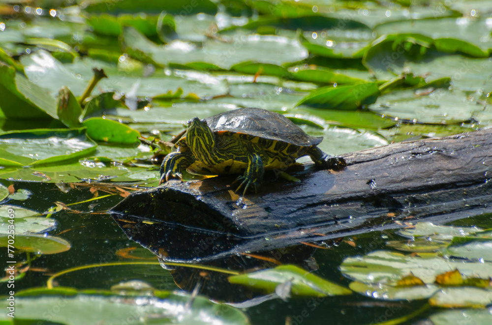Turtle in the pond on a log 1 Turtle in the pond on a log 1