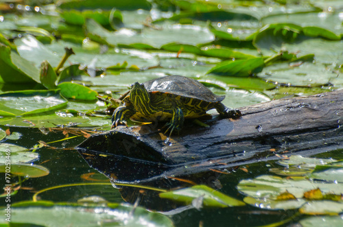 Turtle in the pond on a log 1 © Charline