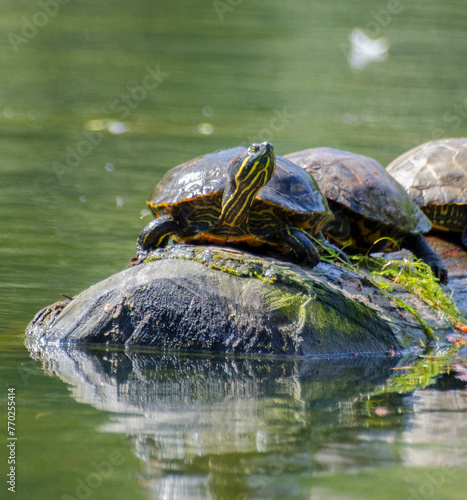 Turtles in the pond on a log 4