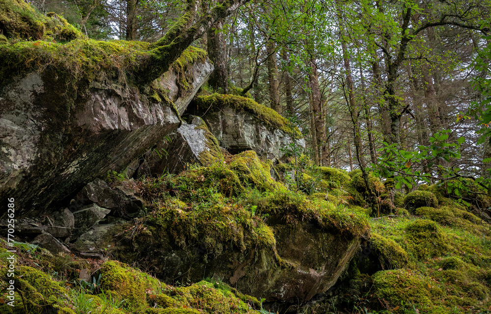 moss covered rocks moss covered rocks