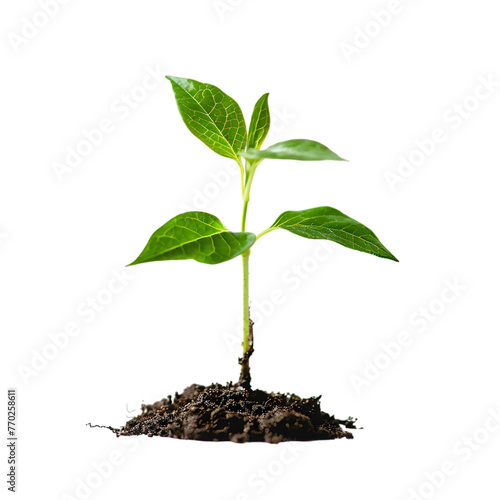 A delicate green sapling emerging from the loose soil.Isolated on transparent background