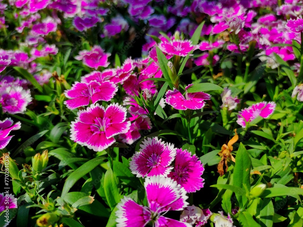 Dianthus chinensis flower in the garden Dianthus chinensis flower in the garden