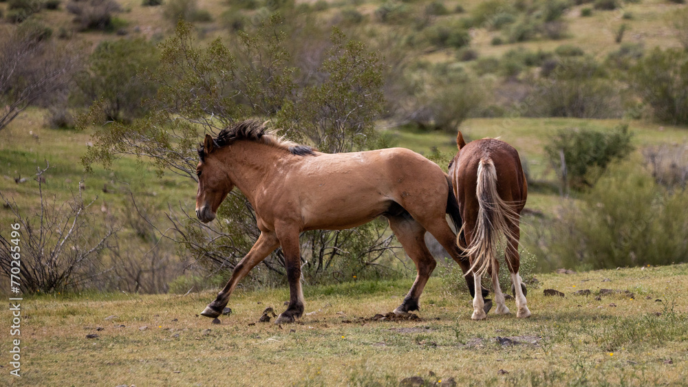 Tan buckskin and bay wild horse stallions running while fighting in the springtime desert in the Salt River wild horse management area near Mesa Arizona United States Tan buckskin and bay wild horse stallions running while fighting in the springtime desert in the Salt River wild horse management area near Mesa Arizona United States