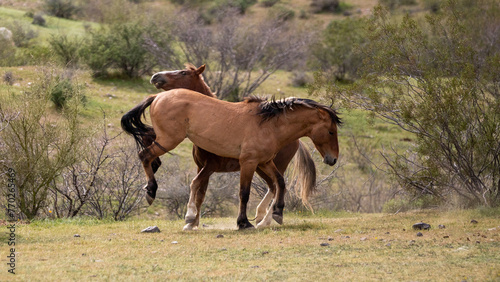 Red bay and buckskin wild horse stallions kicking while fighting in the Salt River Canyon area near Mesa Arizona United States © htrnr