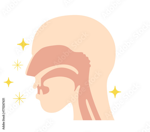 横から見た鼻腔と咽頭の解剖学イラスト