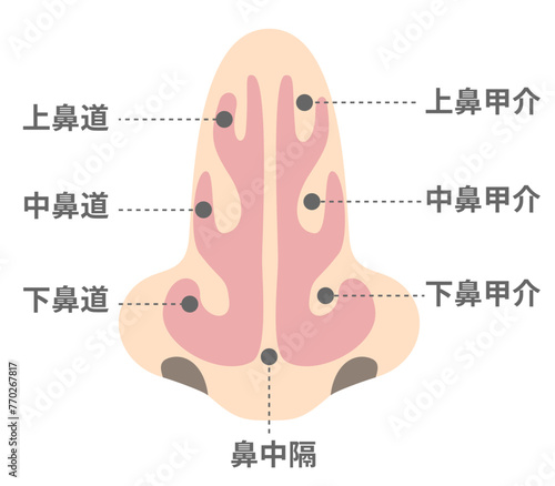 正面から見た鼻腔の名称と構造