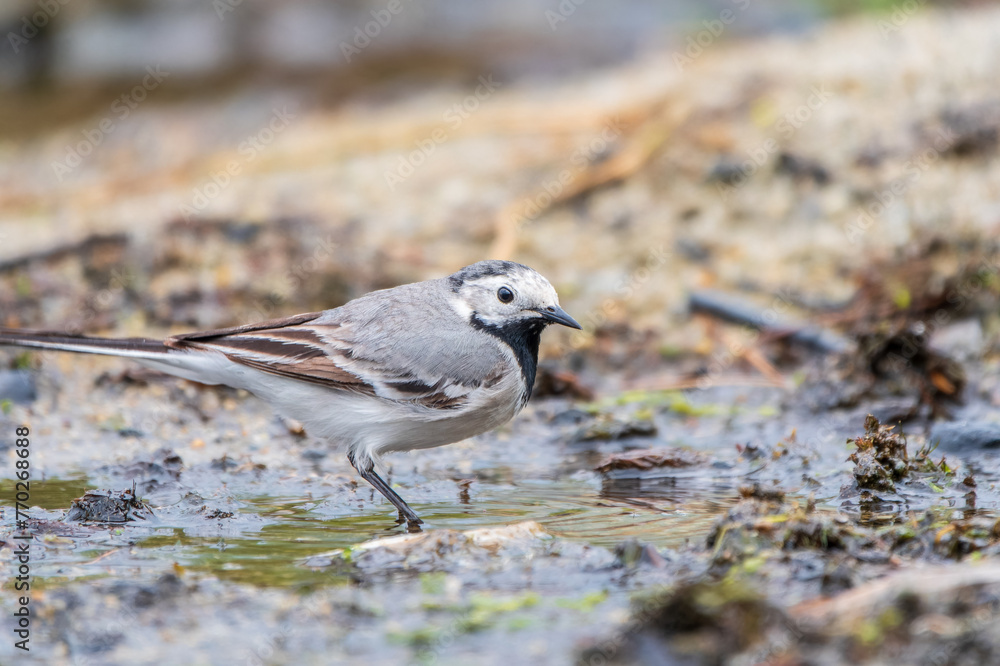 Wagtail sits on the ground with a beautiful blurred background. Wagtail sits on the ground with a beautiful blurred background.