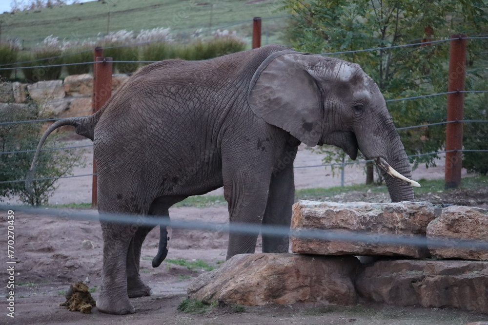 Naklejka premium Elephant