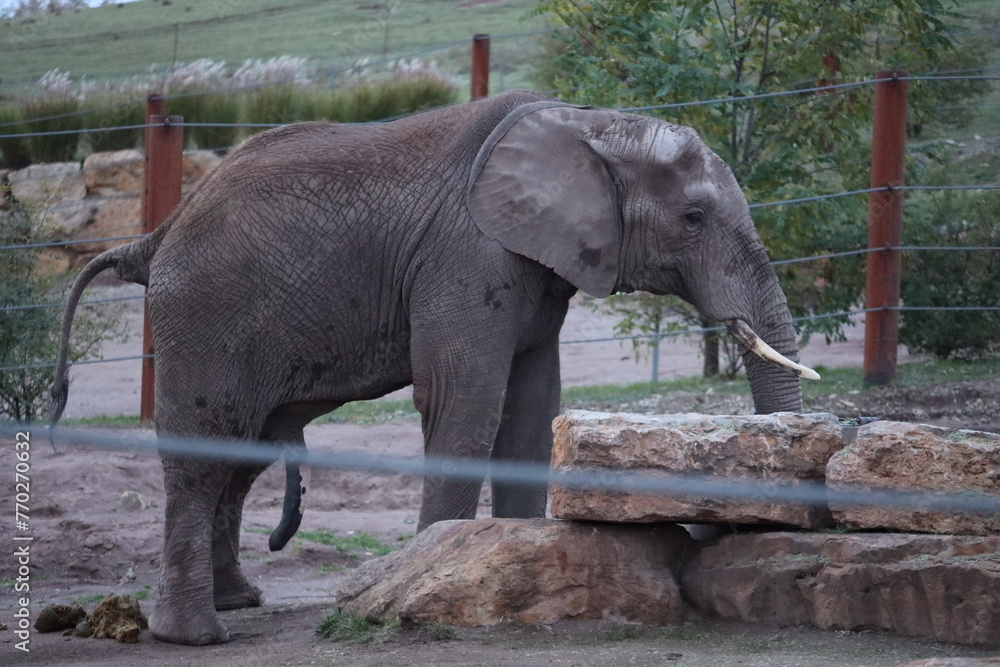 Fototapeta premium Elephant