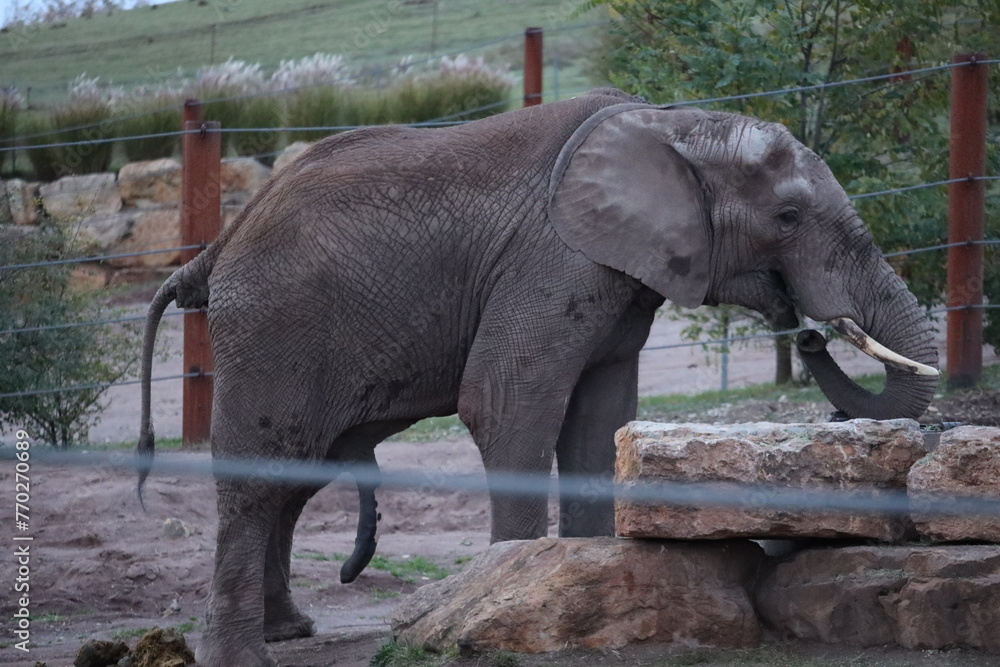 Fototapeta premium Elephant