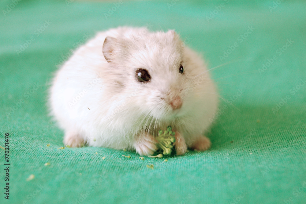 Campbell dwarf hamster is holding broccoli Campbell dwarf hamster is holding broccoli