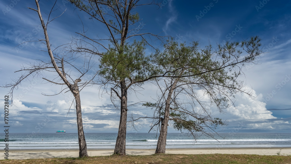 Fototapeta premium Bizarre coniferous trees grow on a sandy deserted beach. Branches and trunks against a blue sky and clouds. The waves of the turquoise ocean are calmly rolling towards the shore, foaming. Malaysia.