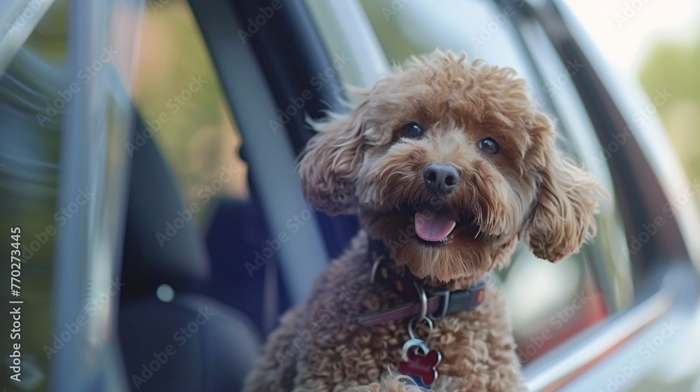 Cute brown poodle dog looking out of car window. Travel by car. Cute brown poodle dog looking out of car window. Travel by car.