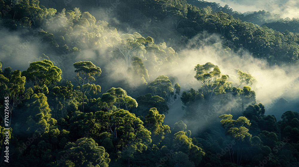 Enigmatic Mist Blanketing Dense Forest Enigmatic Mist Blanketing Dense Forest