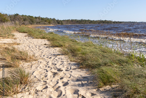 A scenic view of the Cape Fear River shoreline at Carolina Beach State Park, in North Carolina. 