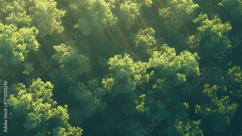 top view of forest, daytime sunlight, anime style background