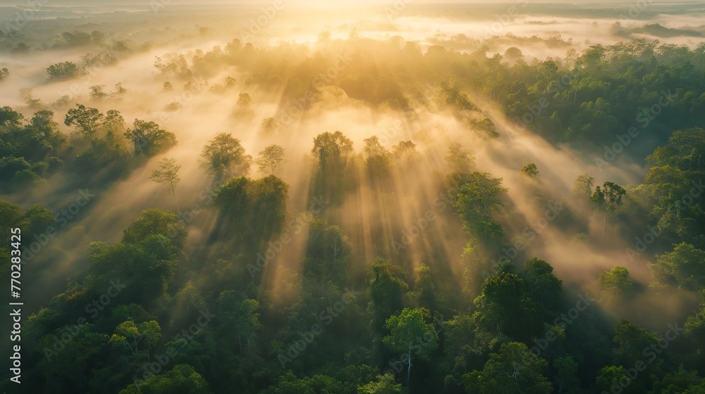 Sunbeams pierce through the mist over a lush forest at dawn.