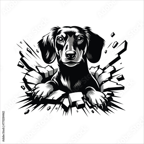 Dachshund Dog looking breaks through a breakthrough wall Vector
