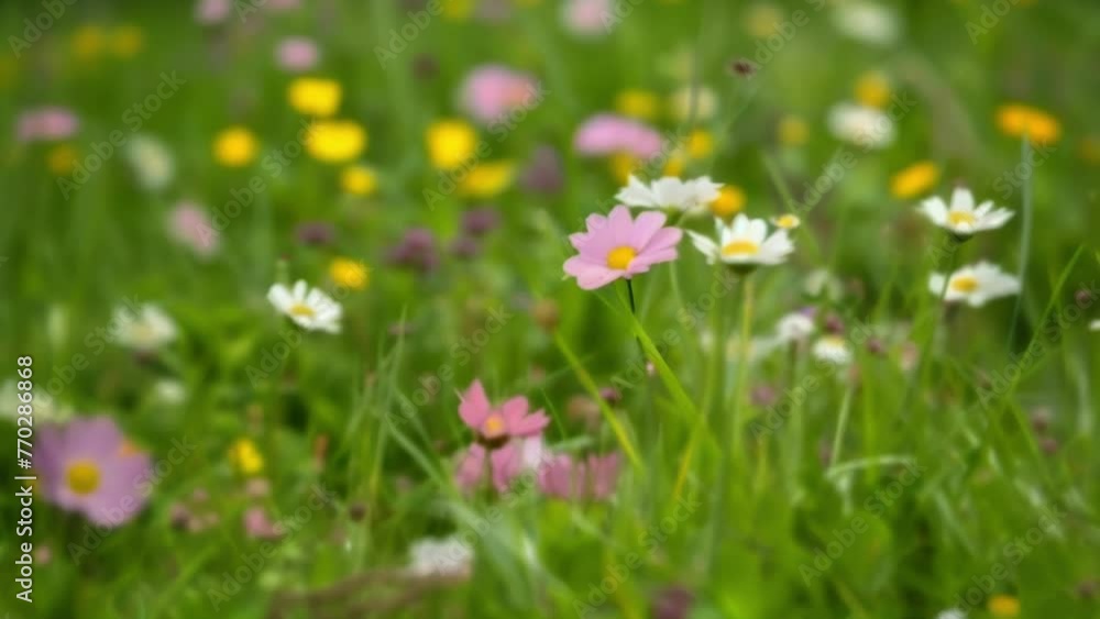 The sixth image depicts the same meadow but after it has been hit by strong gusts of wind. The grass is flattened and the once colorful flowers are now bent and broken. The sixth image depicts the same meadow but after it has been hit by strong gusts of wind. The grass is flattened and the once colorful flowers are now bent and broken.