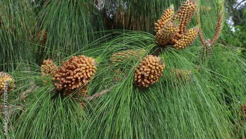 Pinus canariensis, also known the Canary Island pine, is a species of gymnosperm, native to the  Canary Islands. Young female cones