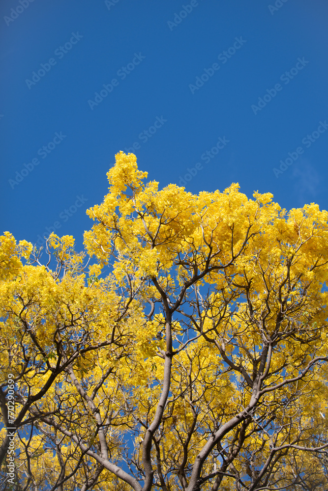 Yellow blossom tree on blue sky background. Spring blossom, branch of a blossoming tree.