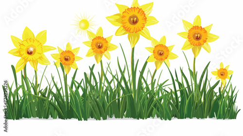 Fototapeta Naklejka Na Ścianę i Meble -  Vector daffodils and sun isolated on white backgrou