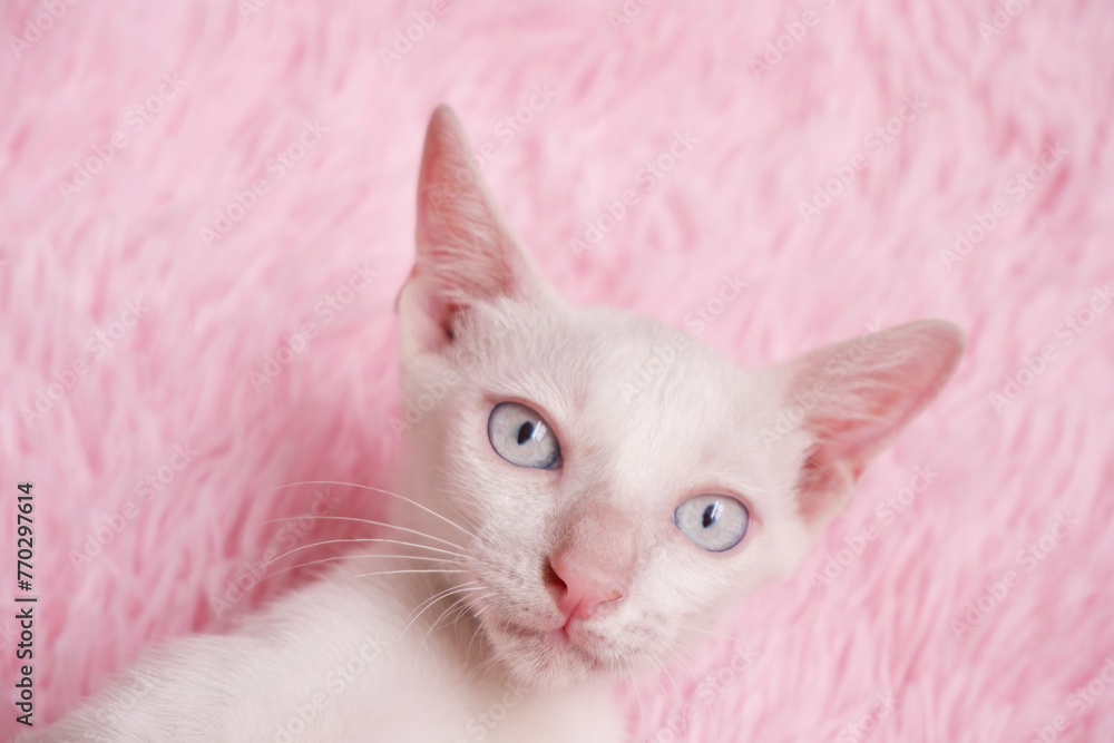 White kitten on pink carpet as background. Copy space for text.