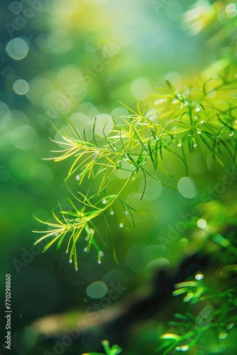 A green leafy plant with droplets of water on it. The image has a serene and peaceful mood, with the droplets of water adding a sense of calmness to the scene
