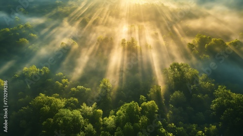 Majestic sunrays cutting through mist over a verdant forest.