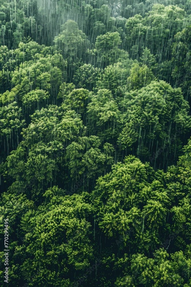 A lush green forest with rain pouring down on it. The trees are tall and dense, creating a sense of depth and serenity. The rain adds a calming effect to the scene, making it feel peaceful