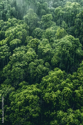 A lush green forest with rain pouring down on it. The trees are tall and dense, creating a sense of depth and serenity. The rain adds a calming effect to the scene, making it feel peaceful