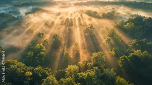 Aerial view of sunrays piercing through the mist above a lush green forest.