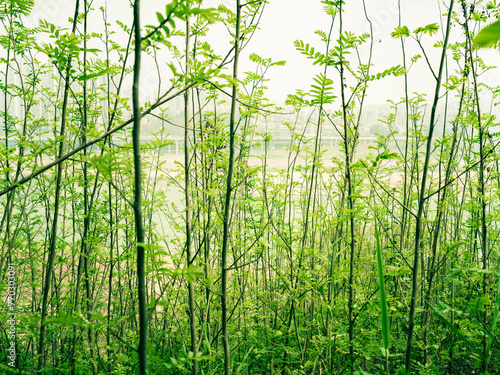 This is a shrub forest photographed on March 23, 2024 on the bank of the Jialing River in Shapingba, Chongqing, China.
 photo