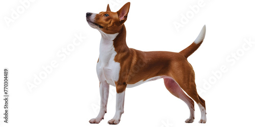 An elegant Basenji breed dog standing with head held up high, proudly showcasing its short coat and erect ears photo