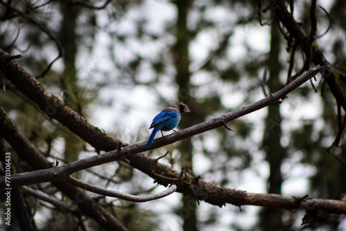 Steller's Jay on Branch photo