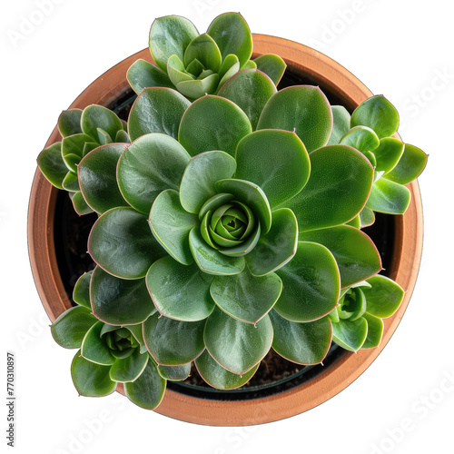 Sleek and Stylish Potted Zwartkop Aeonium Arboreum Zwartkop Plant on White Background - Top View photo