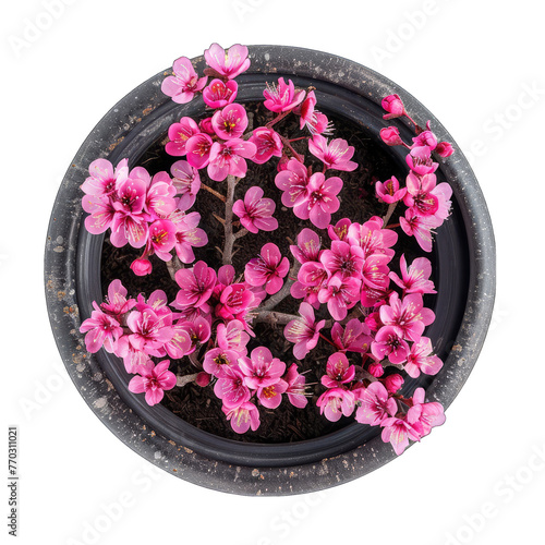 Blooming Beauty: Top View of Texas Redbud Cercis canadensis var. texensis Potted Houseplant Isolated on White Background photo