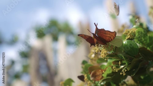 Closeup shot of Marpesia Berania butterfly. photo