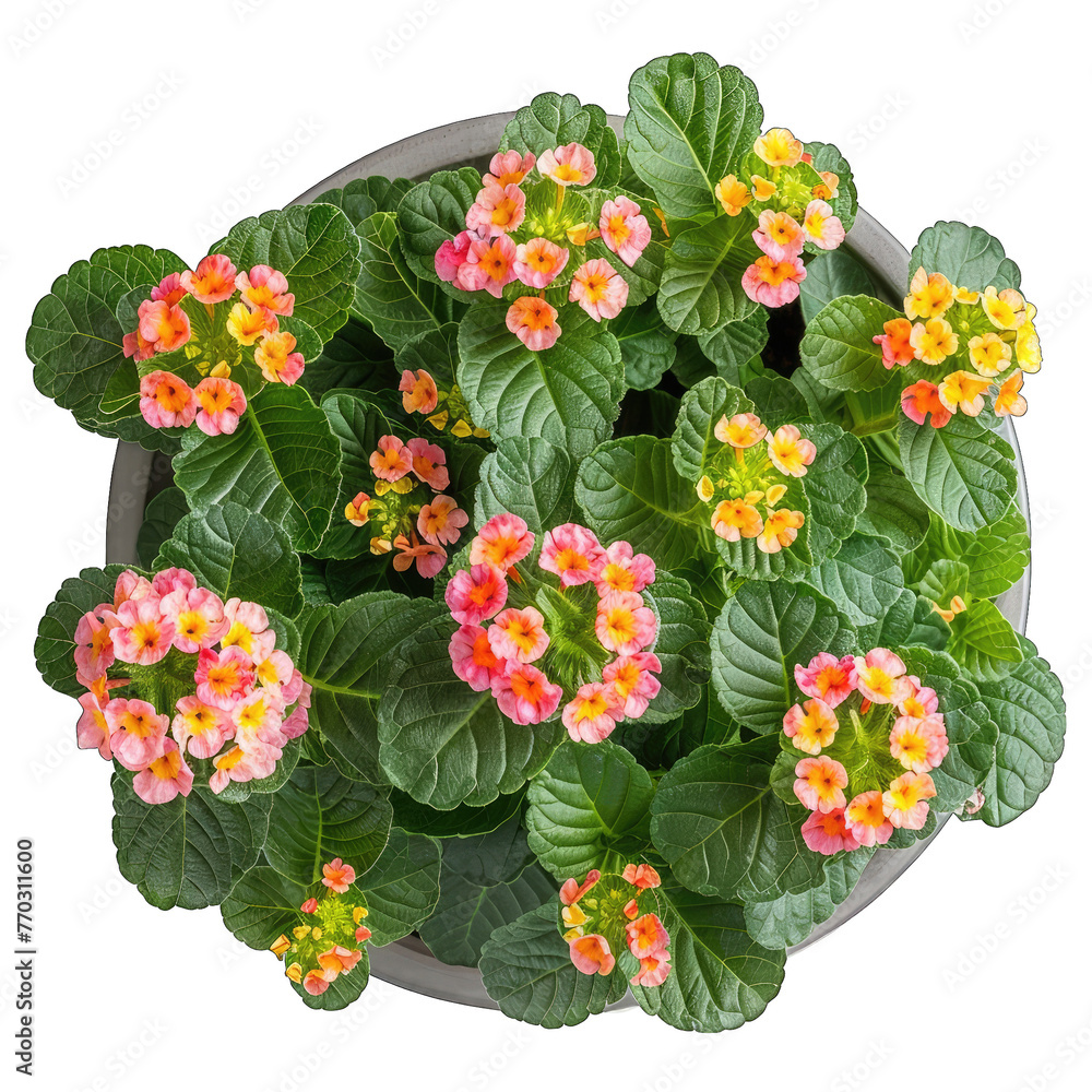 Obraz premium Lively Lantana: Vibrant Potted Houseplant in Isolation, White Background - Stock Photo