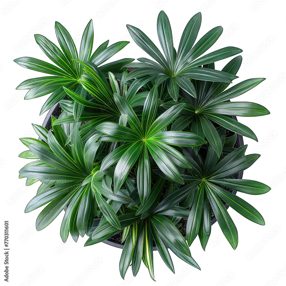 Minimalist Greenery: Lady Palm Rhapis Excelsa in Potted Plant - Isolated on White Background with Transparent Cut Out Minimalist Greenery: Lady Palm Rhapis Excelsa in Potted Plant - Isolated on White Background with Transparent Cut Out