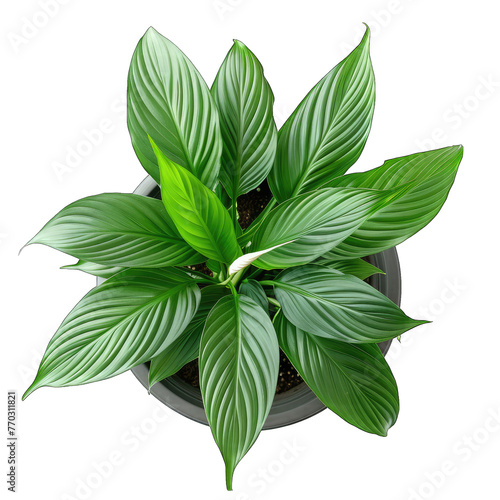 Peaceful Greenery: Top View of Potted Peace Lily Spathiphyllum on White Background - Isolated and Cut Out, Perfect for Design Projects