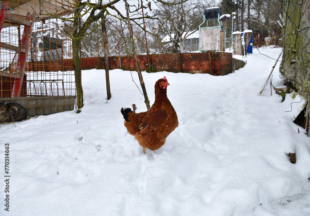 domestic chicken walking and eating on the snow farm in the winter