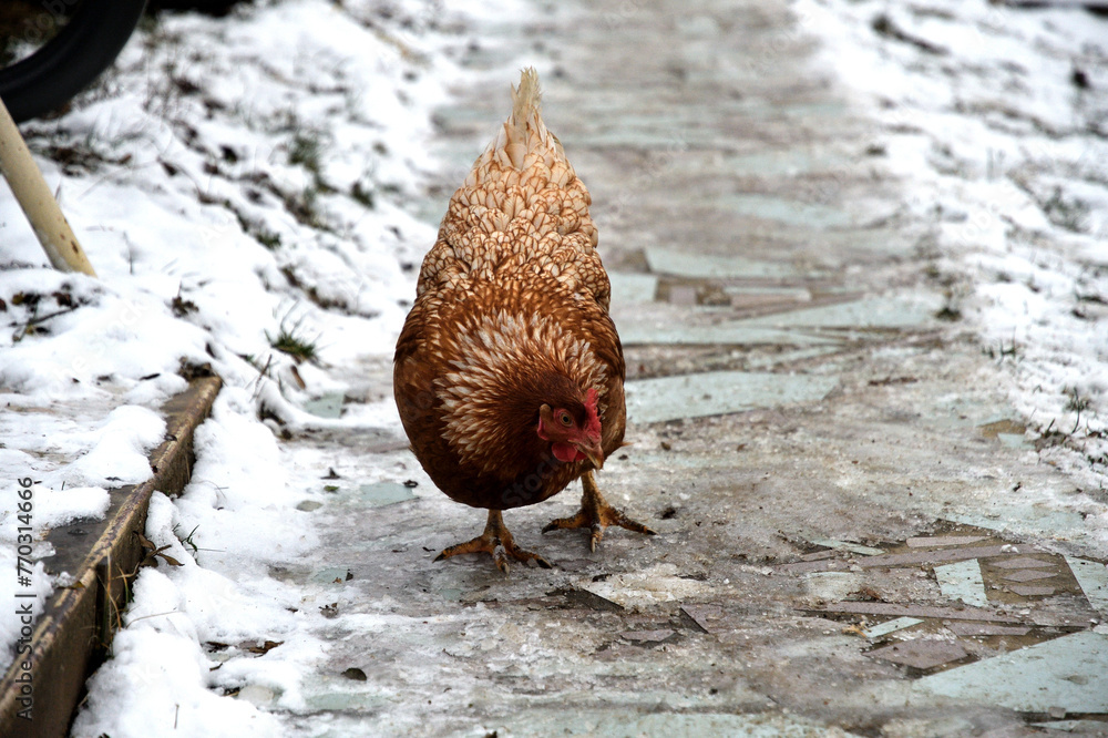 detail of chicken head in winter on the snow in the village farm