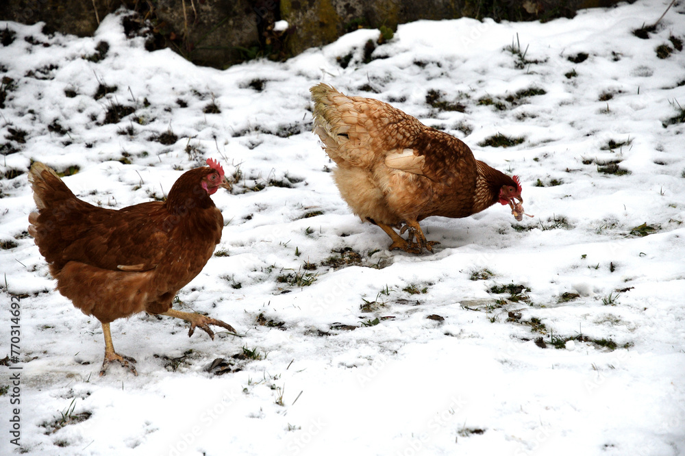 domestic chicken walking and eating on the snow farm in the winter