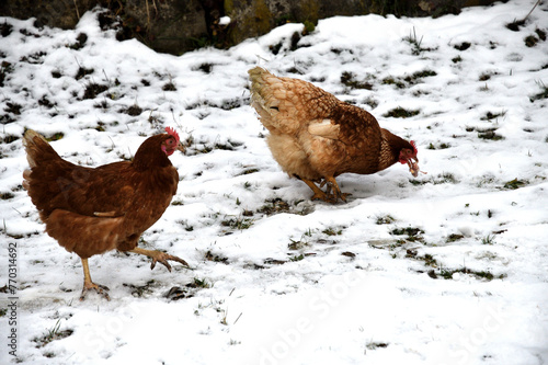 Obraz na płótnie domestic chicken walking and eating on the snow farm in the winter w salonie