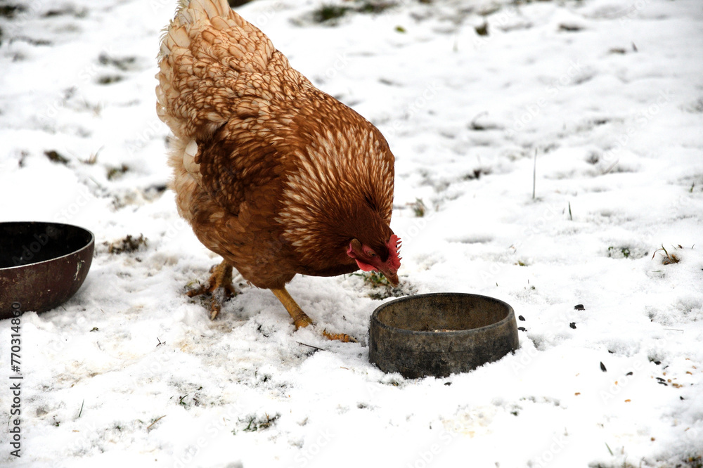 Traditional domestic dog eating with chicken and cat together on the snow in the village