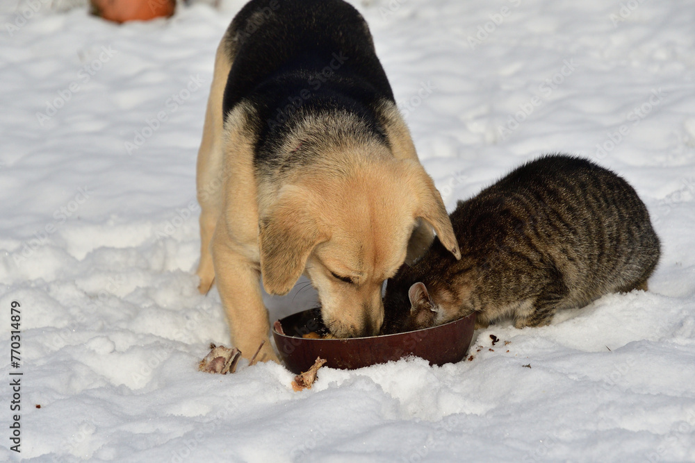 domestic chicken eating with dog and cat together on the snow in winter