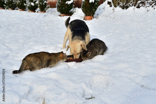 Obraz na płótnie Traditional domestic dog eating with chicken and cat together on the snow in the village w salonie
